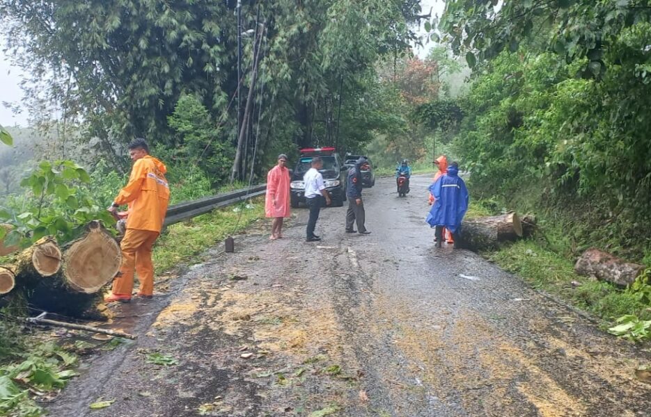 Sempat Terputus Gegara Pohon Tumbang Akses Jalan Di Kelok Agam