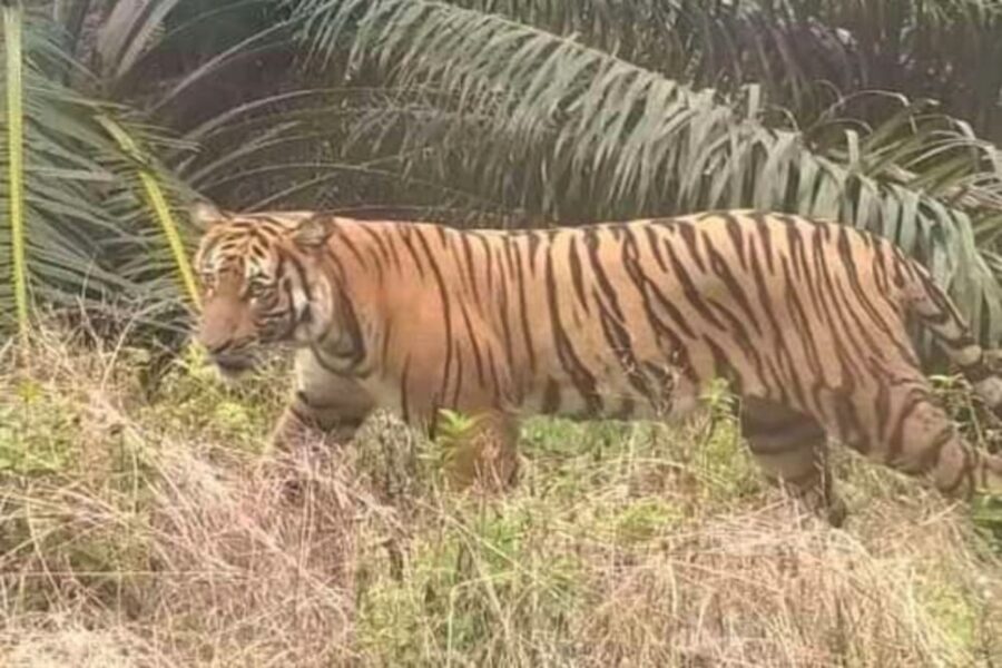 Harimau Dilaporkan Muncul Di Permukiman Warga Solok Selatan Ini Kata