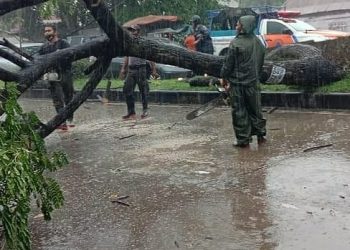 Pohon tumbang di Jalan Raya di Pitameh Padang (Dok. BPBD)