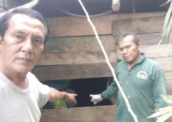 Dapur warga dimasuki beruang di Lubuk Selasih (Foto: Dok. BKSDA Sumbar)