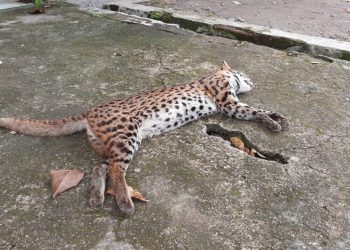 Harimau buluh ditemukan mati di Lubuk Basung, Agam (Dok. BKSDA Agam)