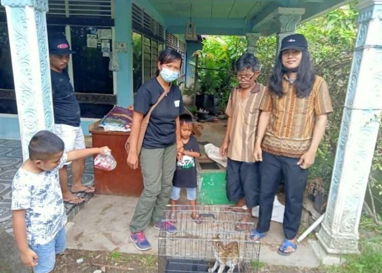 BKSDA Resort Solok mengamankan kucing hutan yang sempat masuk ke gedung perkantoran  (Dok. BKSDA)