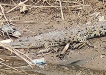 Seekor buaya muara terlihat berjemur di kawasan Dadok Tunggul Hitam Padang, Rabu (9/6/2021). Foto: Ist