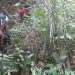 Tim SAR gabungan mencari korban hilang di Hutan Talang Mau Limapuluh Kota (Ist)