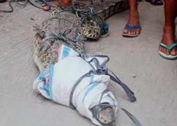 Penampakan buaya yang ditangkap warga di Sungai Sikerbau, Pasaman Barat, Senin (26/7/2021). Foto: ist