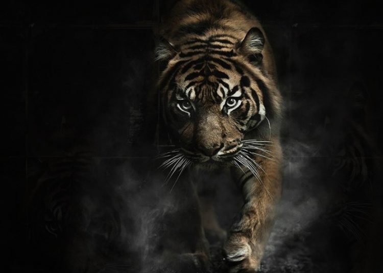 Ilustrasi harimau (Ist)