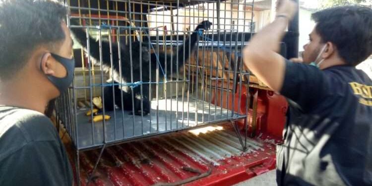 Petugas mengamankan siamang peliharaan warga di Jorong Pasaman Baru, Nagari Lingkuang Aua, Kabupaten Pasaman Barat. (Dok. BKSDA Agam)