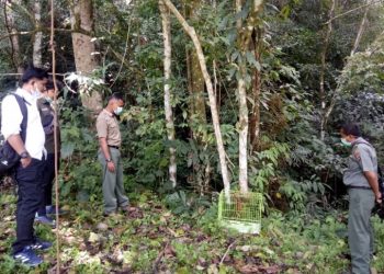 Dua ekor kukang dilepasliarkan di cagar agam maninjau (Dok. BKSDA Sumbar)