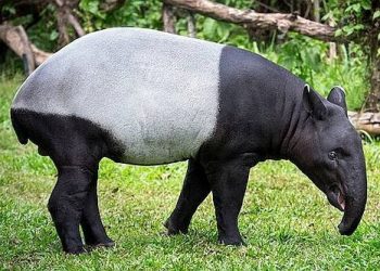 Ilustrasi tapir