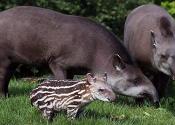 Tapir (Int)