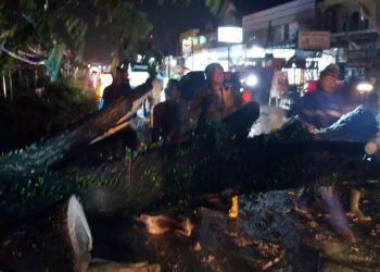 Pohon tumbang di Batang Tapakih Nagari Sintuak Padang Pariaman sempat menimbulkan kemacetan, Rabu (29/9/2021)