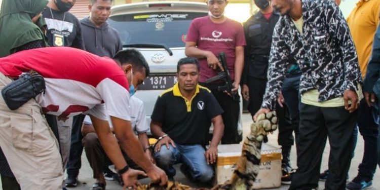 Kulit harimau sumatra yang akan dijual (Foto: Tribratanews)