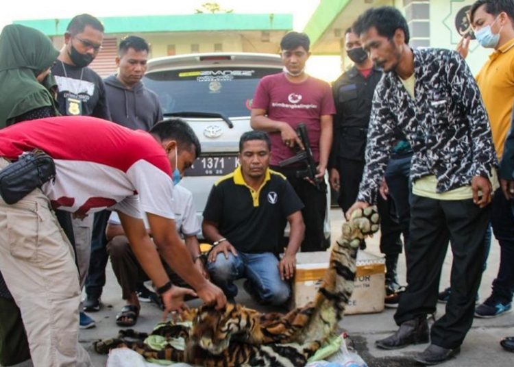 Kulit harimau sumatra yang akan dijual (Foto: Tribratanews)