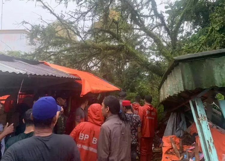 Pohon tumbang di Komplek Makam Syekh Burhanuddin Padang Pariaman, Rabu (29/9/2021).