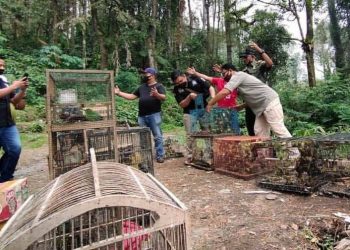 Pelepasliaran Ratusan Burung Sitaan di Taman Wisata Alam Gunung Marapi (Dok. BKSDA Agam)