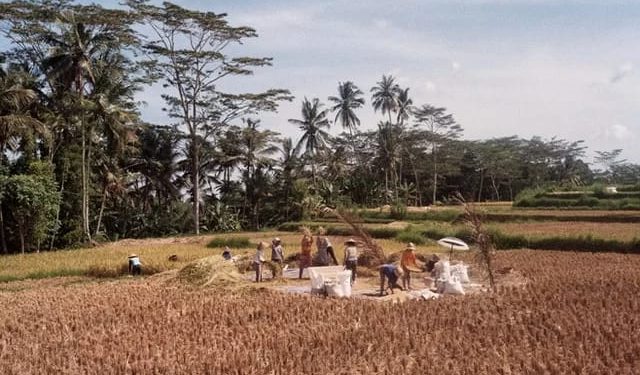 Petani sedang melaksanakan panen (Pexels)