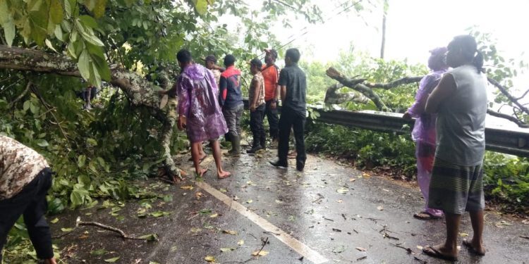 Pohon tumbang di kawasan Kelok 44, Jumat (19/11/2021). Foto: Ist