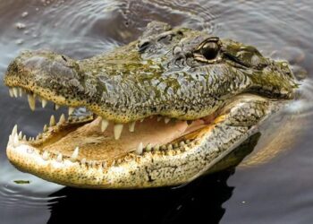 Foto ilustrasi buaya. (Istockphoto)