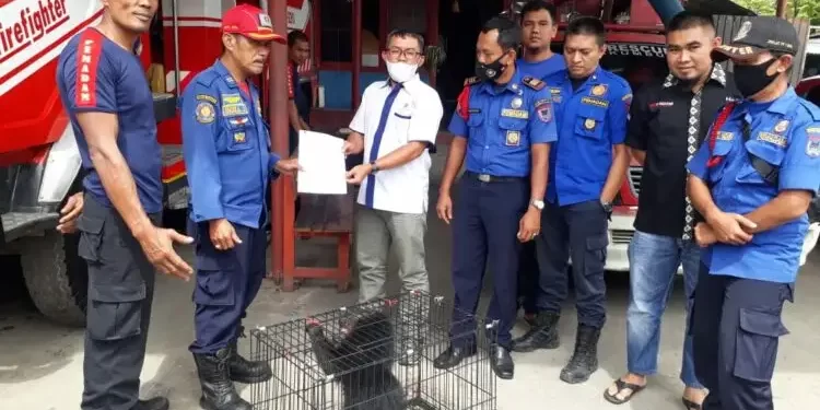 Damkar Payakumbuh serahkan binturong ke BKSDA Sumbar (Ist)