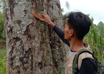 Tim Pagari melakukan pengecekan di lokasi kemunculan beruang di Palembayan Agam (BKSDA Sumbar)