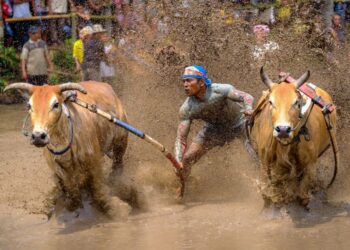 Tanah Datar kembali gelar Pacu Jawi di Nagari Gurun (Kompas.com)