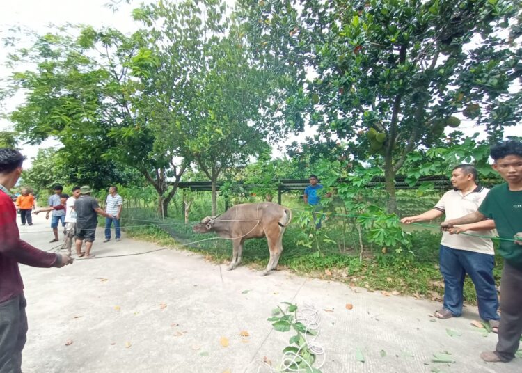 Anak korban amukan sapi di Dadok Tunggul Hitam telah pulang ke rumah setelah sebelumnya sempat dilarikan ke rumah sakit. (Foto: SumbarKita/Fajar)