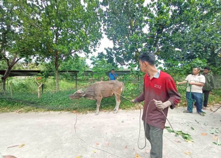 Seorang anak menjadi korban amukan sapi kurban yang lepas di Musala Babul Jannah di Kawasan Kelurahan Dadok Tunggul Hitam, Kota Padang. (SumbarKita/Fajar).
