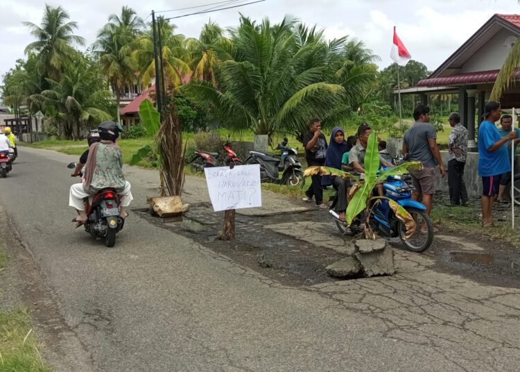 Pohon pisang yang ditanam warga di bekas galian jalan sebagai bentuk protes ke pemerintah setempat (Foto: FB Pun)