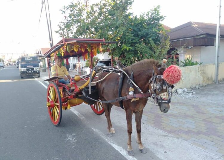 Salah satu kuda bendi yang masih beroperasi di Kota Pariaman (Dok. Media Center Kominfo Kota Pariaman)