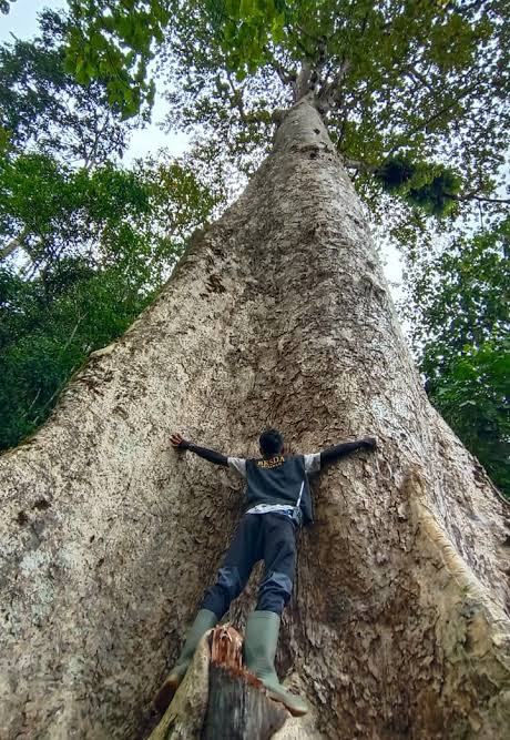 Pohon Terbesar Di Indonesia Ada Di Agam Bukti Keanekaragaman Hayati
