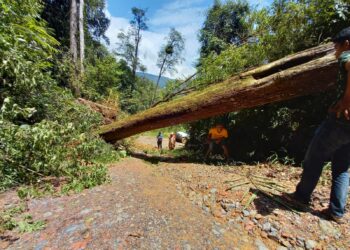 Pohon tumbang yang membuat akses jalan ke Nagari Garabak Data nyaris lumpuh (Foto : BPBD Solok/SUMBARKITA.ID)