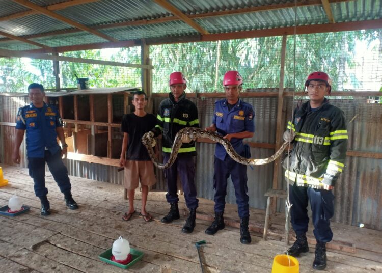 Bikin Kaget, Ular Berukuran Raksasa Gelantungan di Kandang Ayam Warga Padang