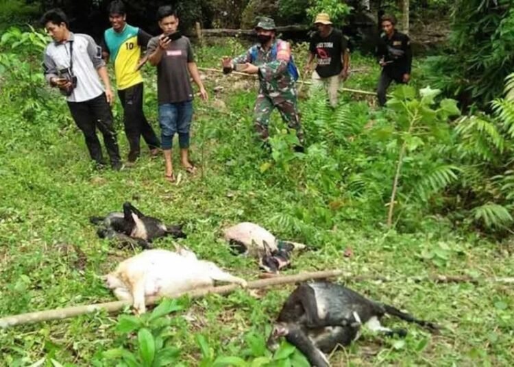 Ilutrasi ternak kambing mati dimangsa harimau. (Foto: ANTARA)