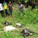 Ilutrasi ternak kambing mati dimangsa harimau. (Foto: ANTARA)