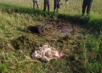 Kepala dan isi perut kerbau milik warga IV Angkek Agam saat ditemukan di sawah (IST)