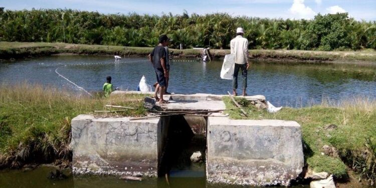 Tambak Udang di Kabupaten Padang Pariaman (ist)