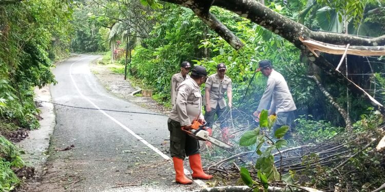 Petugas tengah membersihkan pohon tumbang yang tutup akses jalan warga (IST)