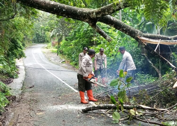 Petugas tengah membersihkan pohon tumbang yang tutup akses jalan warga (IST)