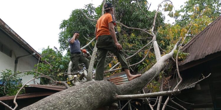 Pohon tumbang timpa rumah warga Padang (ist)