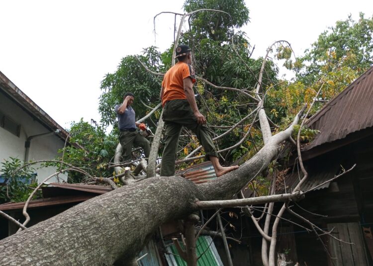 Pohon tumbang timpa rumah warga Padang (ist)