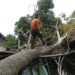 Pohon tumbang timpa rumah warga Padang (ist)