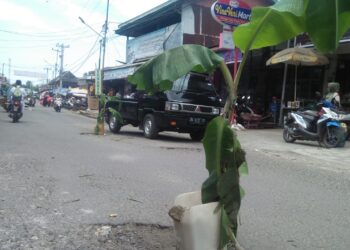 Jalan berlubang yang kerap membuat pengendara roda dua jatuh, ditanami pophon pisang oleh warga di sekitar Pasar Sungai Garingging, Padang Pariaman (foto : rehasa/SUMBARKITA.ID)