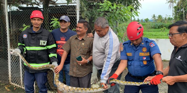 Petugas Damkar evakuasi ular piton dari kandang ayam milik warga Padang (ist)