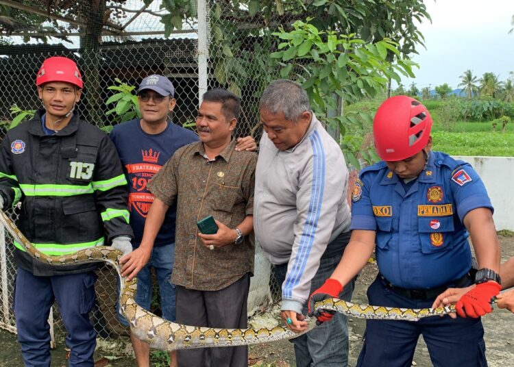 Petugas Damkar evakuasi ular piton dari kandang ayam milik warga Padang (ist)
