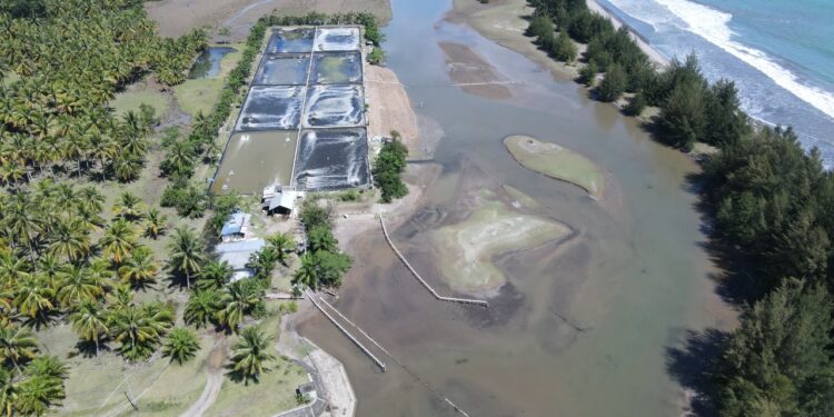 Ekosistem Mangrove di Nagari Gasan Rusak Akibat Tambak Udang (Dok. WALHI Sumbar)