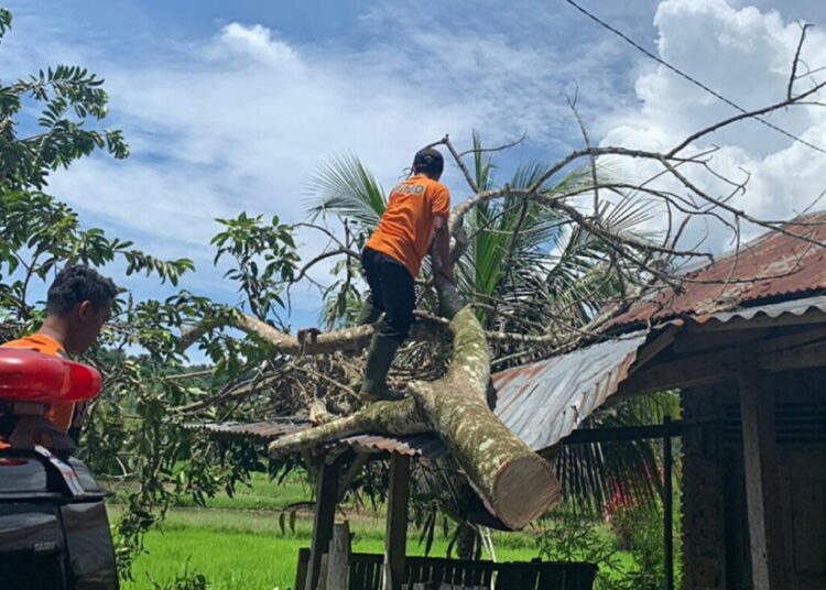 TIm Reaksi Cepat BPBD Agam megevakuasi pohon tumbang