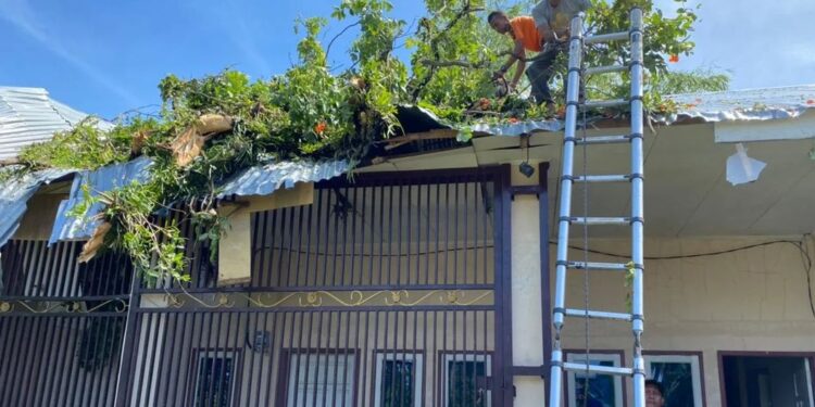 Pohon tumbang timpa rumah warga di Parak Kopi Kelurahan Alai Parak Kopi, Kecamatan Padang Utara Kota Padang. Foto: Ist