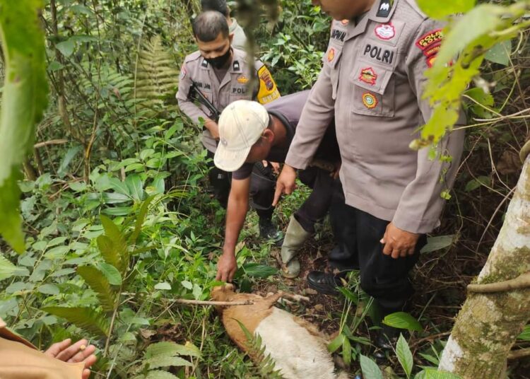 Ternak kambing ditemukan mati di Nagari Supayang, Kecamatan Payung Sekaki, Kabupaten Solok. Foto: Ist