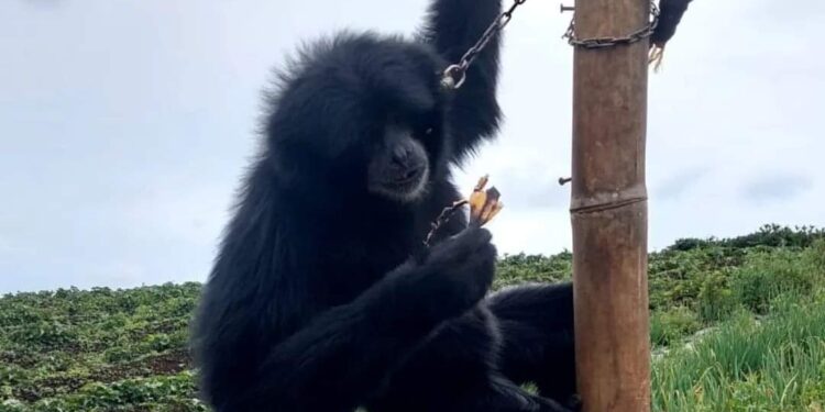 Siamang yang ditemukan warga Solok saat masuk ke wilayah perkebunan (ist)