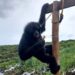 Siamang yang ditemukan warga Solok saat masuk ke wilayah perkebunan (ist)